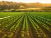 Farming Robots Battle Weeds To Save Crops And The Environment