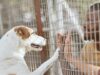 California’s First Adopt-A-Pet Day Finds Homes For Thousands Of Pets