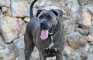 Dog Missing For A Week Rescued From Scottish Cliff