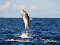 Viral Video Shows Bottlenose Dolphins Soaring High Above the Waves