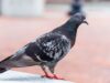 Giant Pigeon Set to Tower Over New York