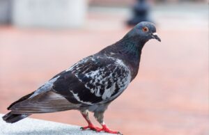 Giant Pigeon Set to Tower Over New York