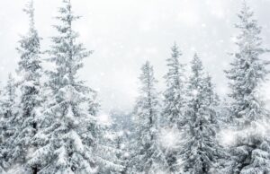 California Experiences Rare Summer Snowfall for the First Time in Two Decades